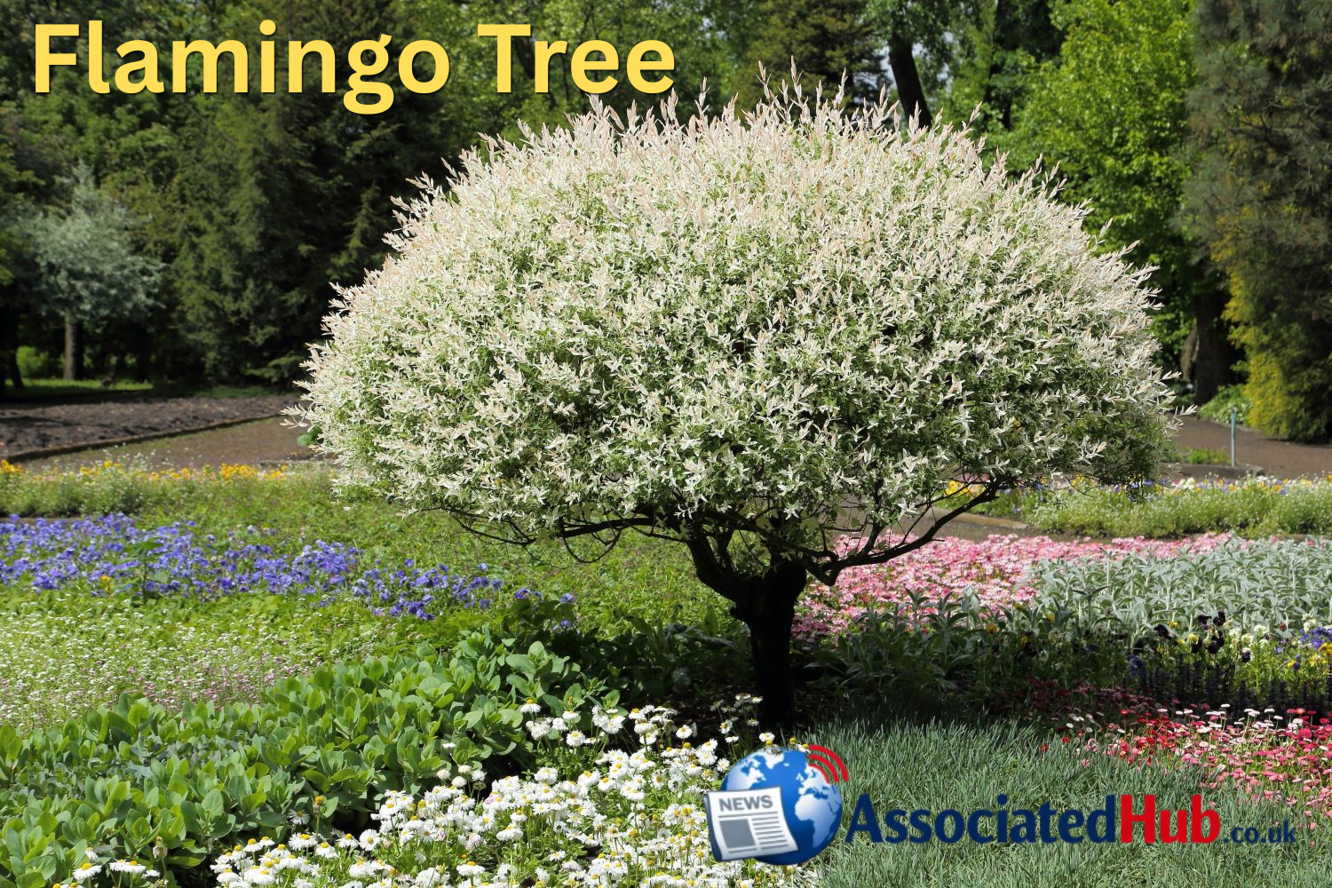 flamingo tree