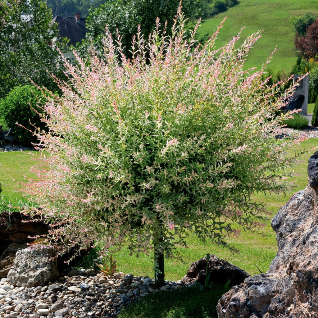 flamingo tree