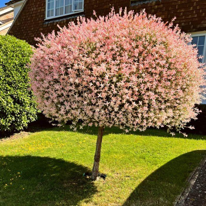 flamingo tree